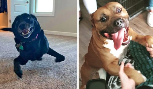 20 psów, których emocje są tak silne, że możesz je niemal poczuć przez ekran!