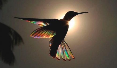 9 magicznych zdjęć kolibrów, których skrzydła błyszczą jak tęcza!