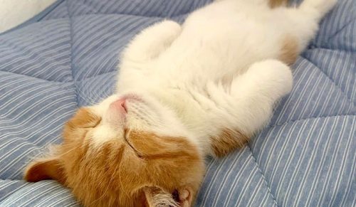 8 zdjęć uroczego kotka rasy Munchkin, który śpi jak człowiek!