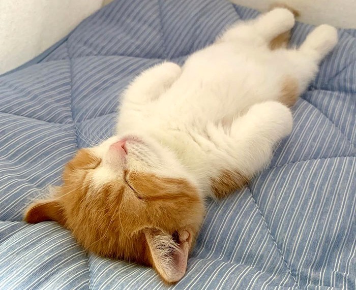 8 zdjęć uroczego kotka rasy Munchkin, który śpi jak człowiek!