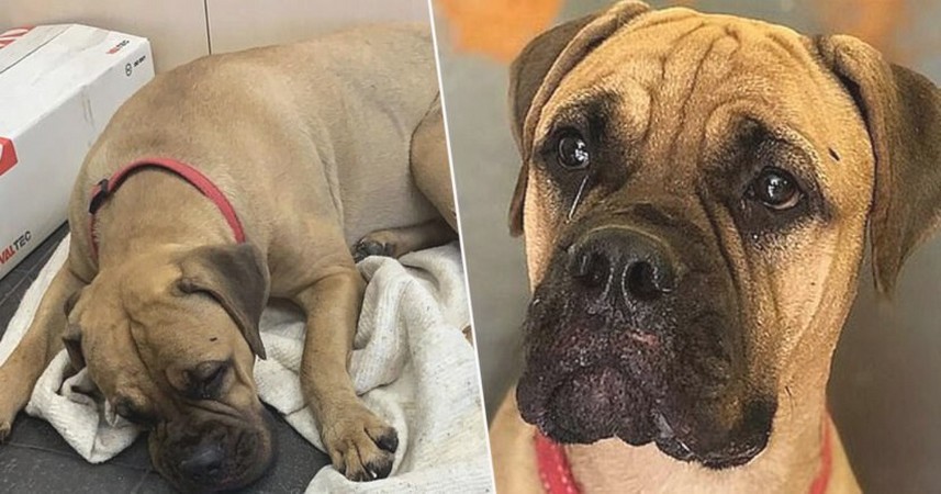 Pies przeszedł 200 km „ze łzami w oczach”, aby znaleźć właściciela, który go porzucił!
