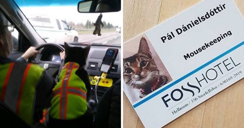 Ludzie opublikowali zabawne zdjęcia pracujących kotów!