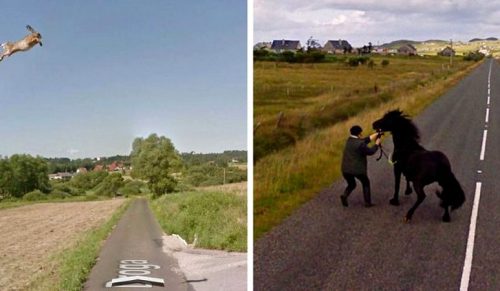 30 najlepsze przypadkowo zrobione zdjęcia zwierząt przez Google Street View!