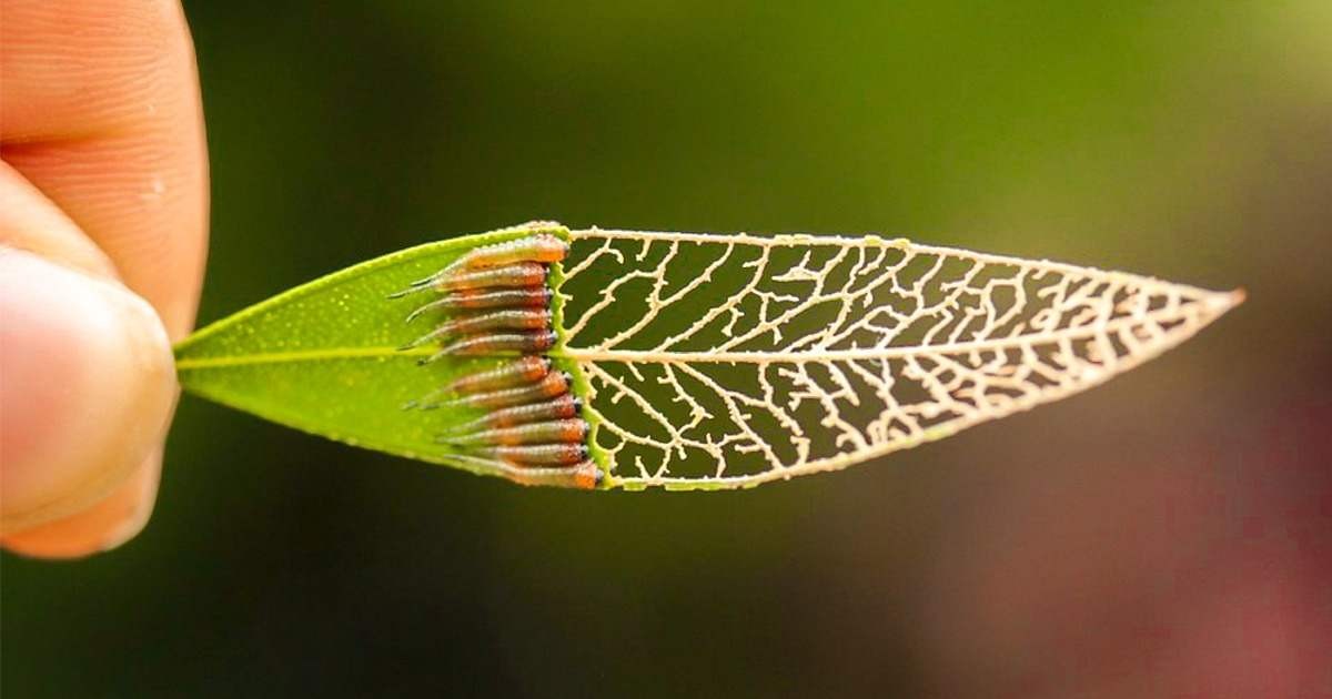 22 zdjęcia, które dowodzą, że natura nie przestanie nas zaskakiwać!