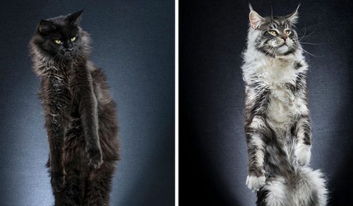 Oto niezwykle kreatywna seria zdjęciowa stojących kotów!