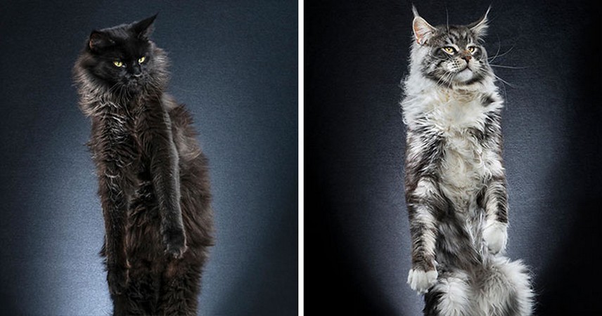Oto niezwykle kreatywna seria zdjęciowa stojących kotów!