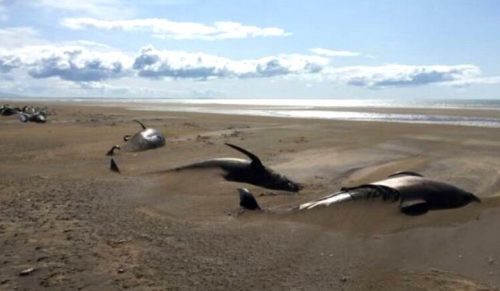 Dziesiątki martwych wielorybów zostało znalezionych na plaży w Islandii!
