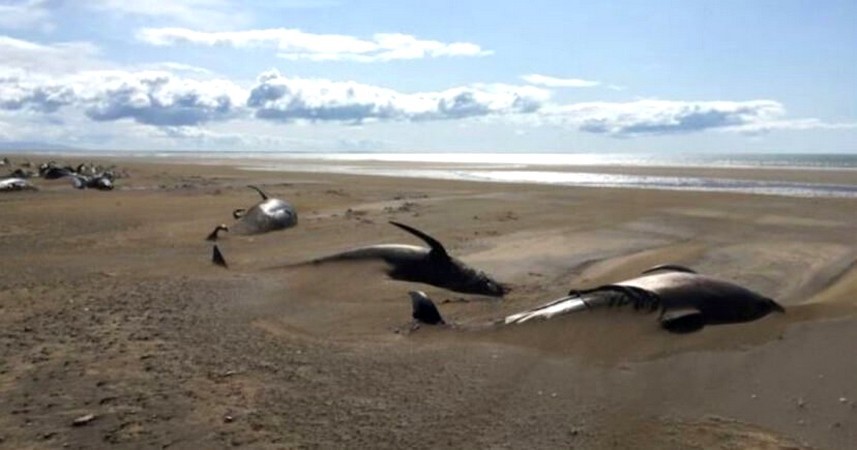 Dziesiątki martwych wielorybów zostało znalezionych na plaży w Islandii!