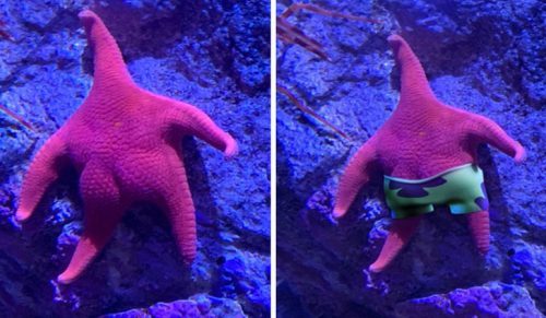 Ktoś odkrył Patryka Rozgwiazdę w akwarium, co inspirowało zabawną bitwę Photoshopa!