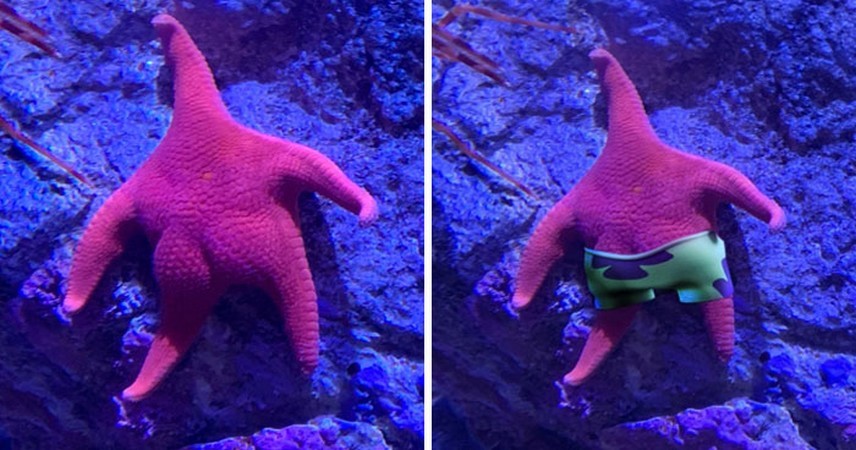 Ktoś odkrył Patryka Rozgwiazdę w akwarium, co inspirowało zabawną bitwę Photoshopa!