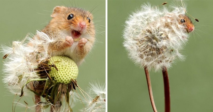 25 uroczych zdjęć polnych myszy, wykonanych przez Dean’a Mason!