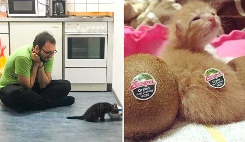 22 zdjęcia kociaków, które podbiją twoje serce!