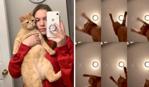17-latka zrobiła zabawne wideo TikTok z jej kotem tańczącym do „Mr. Sandman ”!