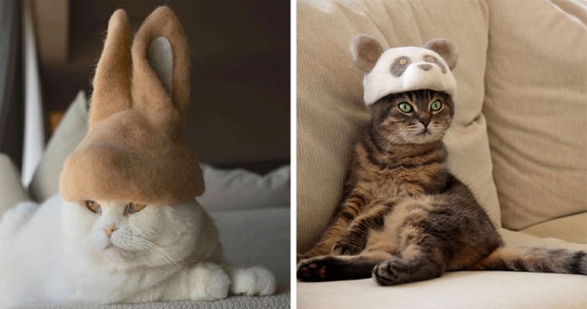 Te koty mają ogromną kolekcję czapek wykonanych z ich własnej sierści!