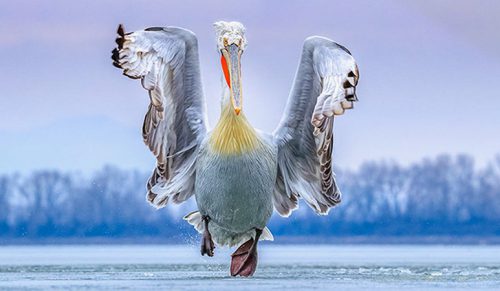 Ogłoszono 30 najlepszych zdjęć ptaków z 2019 roku i są one niesamowite!