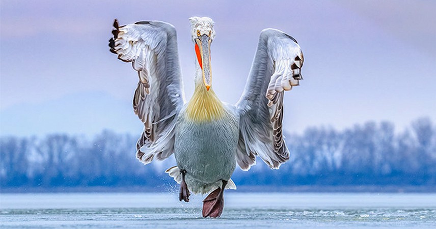 Ogłoszono 30 najlepszych zdjęć ptaków z 2019 roku i są one niesamowite!