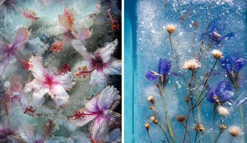 30 zdjęć kwiatów, które zostały uwięzione w lodzie!