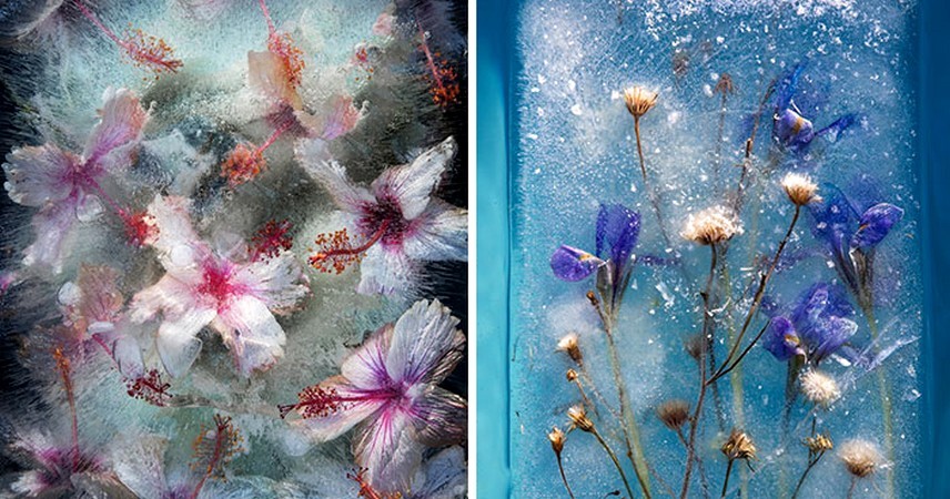 30 zdjęć kwiatów, które zostały uwięzione w lodzie!