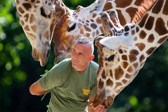 10 zdjęć specjalnej więzi między opiekunem zwierząt w zoo a żyrafami!