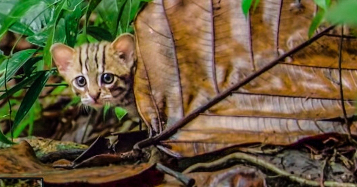 BBC udostępniło wideo przedstawiające najmniejszego kota na świecie!