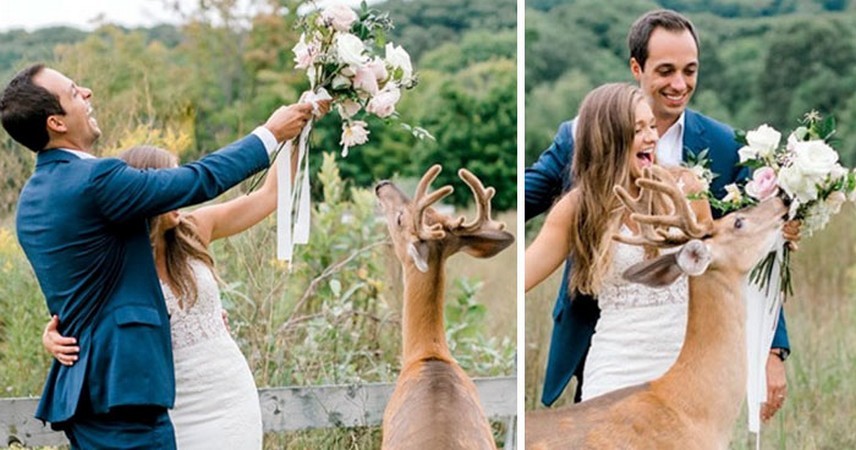 Ślubna sesja zdjęciowa została przerwana przez jelenia, dzięki któremu powstało 15 zabawnych i uroczych zdjęć!
