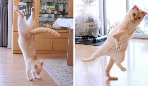 Ten „tańczący” kot z Japonii ma niesamowite ruchy!