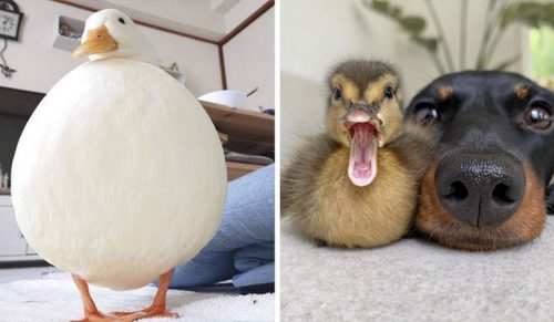 30 wspaniałych zdjęć kaczek, które sprawią, że się uśmiechniesz!