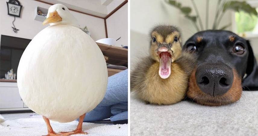 30 wspaniałych zdjęć kaczek, które sprawią, że się uśmiechniesz!