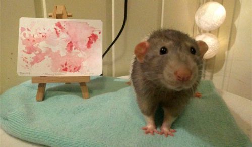 Jeśli dzisiaj jeszcze się nie uśmiechnąłeś, poznaj Dariusa, szczura, który potrafił malować!