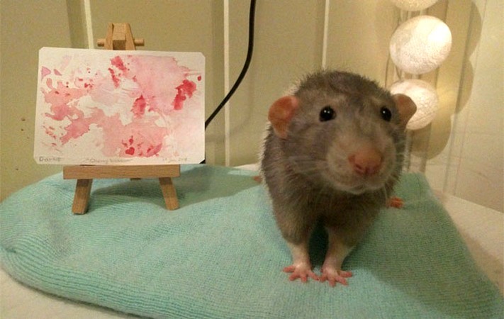 Jeśli dzisiaj jeszcze się nie uśmiechnąłeś, poznaj Dariusa, szczura, który potrafił malować!