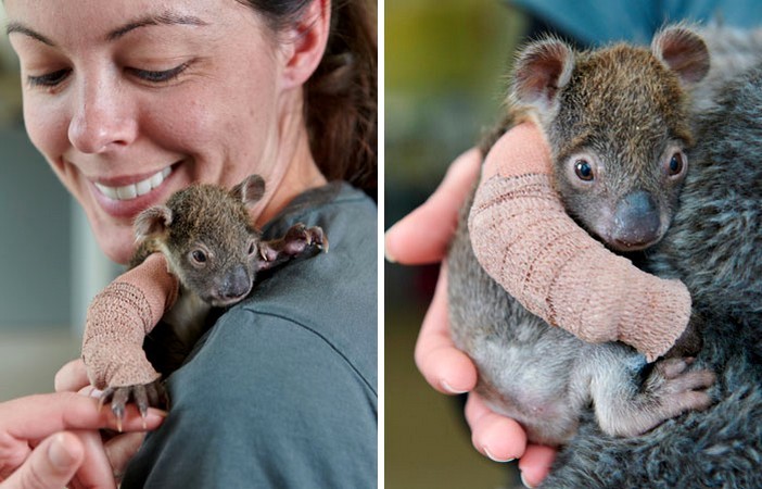 Osierocone 150-dniowe dziecko koala dostało maleńki gips po upadku z drzewa!