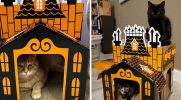 Target sprzedaje mini-nawiedzone domy dla kotów i są one idealne na Halloween!