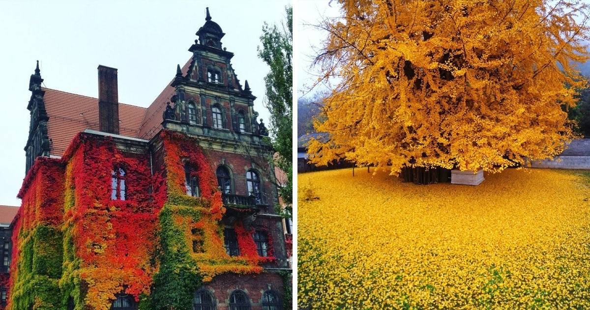 Ludzie pokazują, jak wygląda jesień na całym świecie!