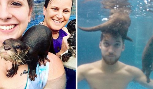 Ludzie mogą pływać z małymi wydrami w tym rezerwacie zwierząt, a ich zdjęcia są urocze!