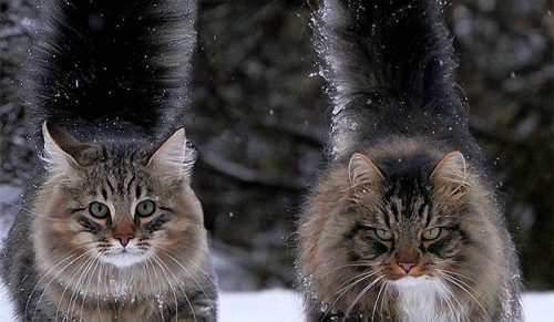 30 zdjęć fińskich kotów żyjących swoim najlepszym zimowym życiem!