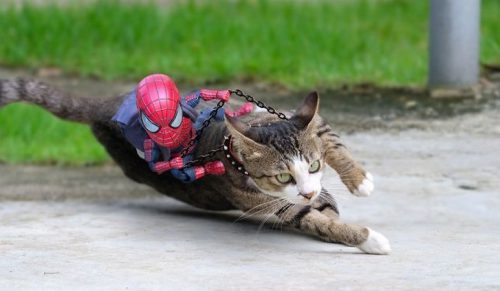 Artysta zestawia małego Spidermana i koty w najśmieszniejszych scenariuszach!