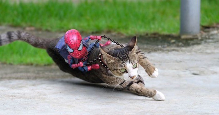 Artysta zestawia małego Spidermana i koty w najśmieszniejszych scenariuszach!