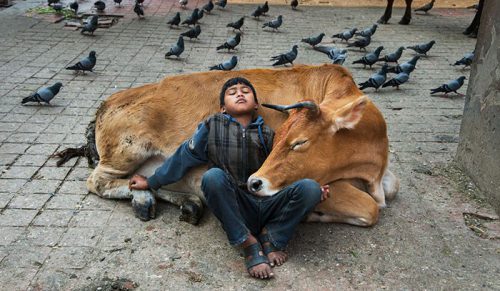 30 fotografii przedstawiających relacje między zwierzętami a ludźmi!
