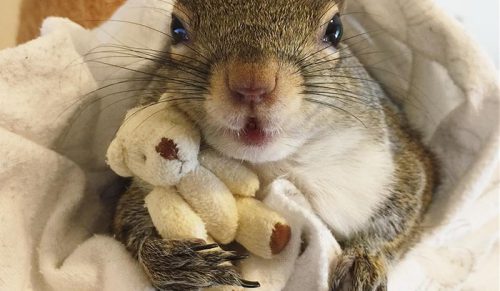 Ta wiewiórka, która została uratowana przed huraganem, nie może spać bez swojego misia!