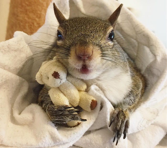 Ta wiewiórka, która została uratowana przed huraganem, nie może spać bez swojego misia!
