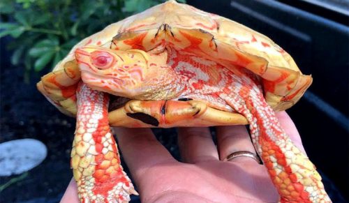 Żółwie albinosy wyglądają jak ogniste smoki!