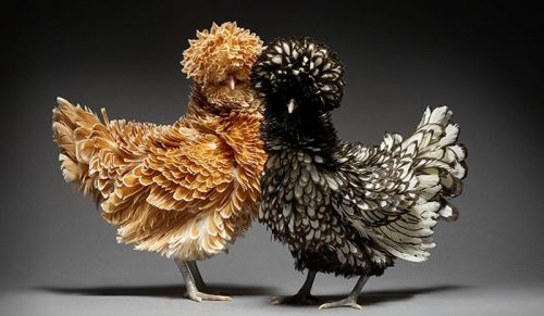 Te 24 zdjęcia przedstawiające pary kurczaków pokazują różnorodność miłości!