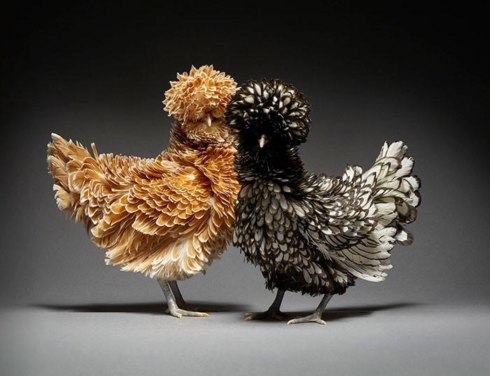 Te 24 zdjęcia przedstawiające pary kurczaków pokazują różnorodność miłości!