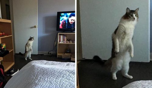 22 zdjęcia, które dowodzą, że życie z kotami to darmowa komedia!