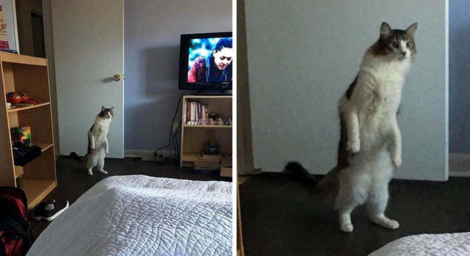 22 zdjęcia, które dowodzą, że życie z kotami to darmowa komedia!