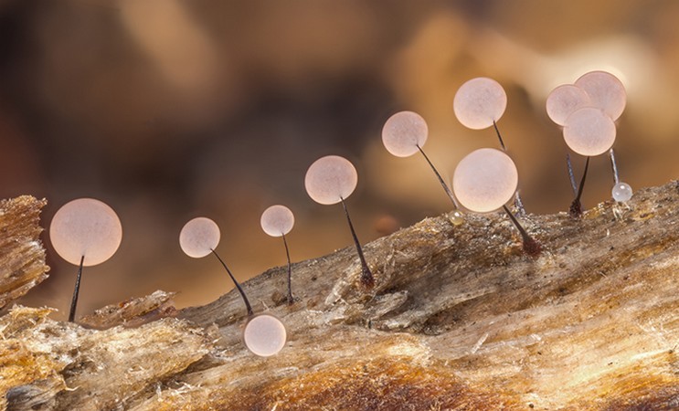 Fotografka robi ekstremalne zdjęcia makro, aby pokazać, jak fascynujące mogą być grzyby!