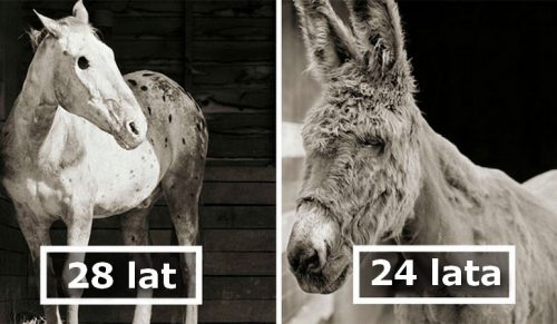 „Allowed to Grow Old”: fotografka robi zdjęcia zwierzętom, które zostały uratowane z rzeźni lub farm!