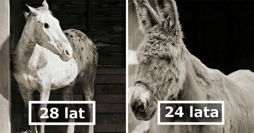 „Allowed to Grow Old”: fotografka robi zdjęcia zwierzętom, które zostały uratowane z rzeźni lub farm!