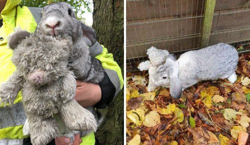 Ratownicy znaleźli porzuconego królika przytulonego do pluszowego misia!