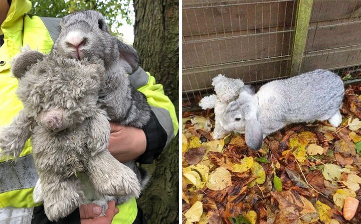 Ratownicy znaleźli porzuconego królika przytulonego do pluszowego misia!
